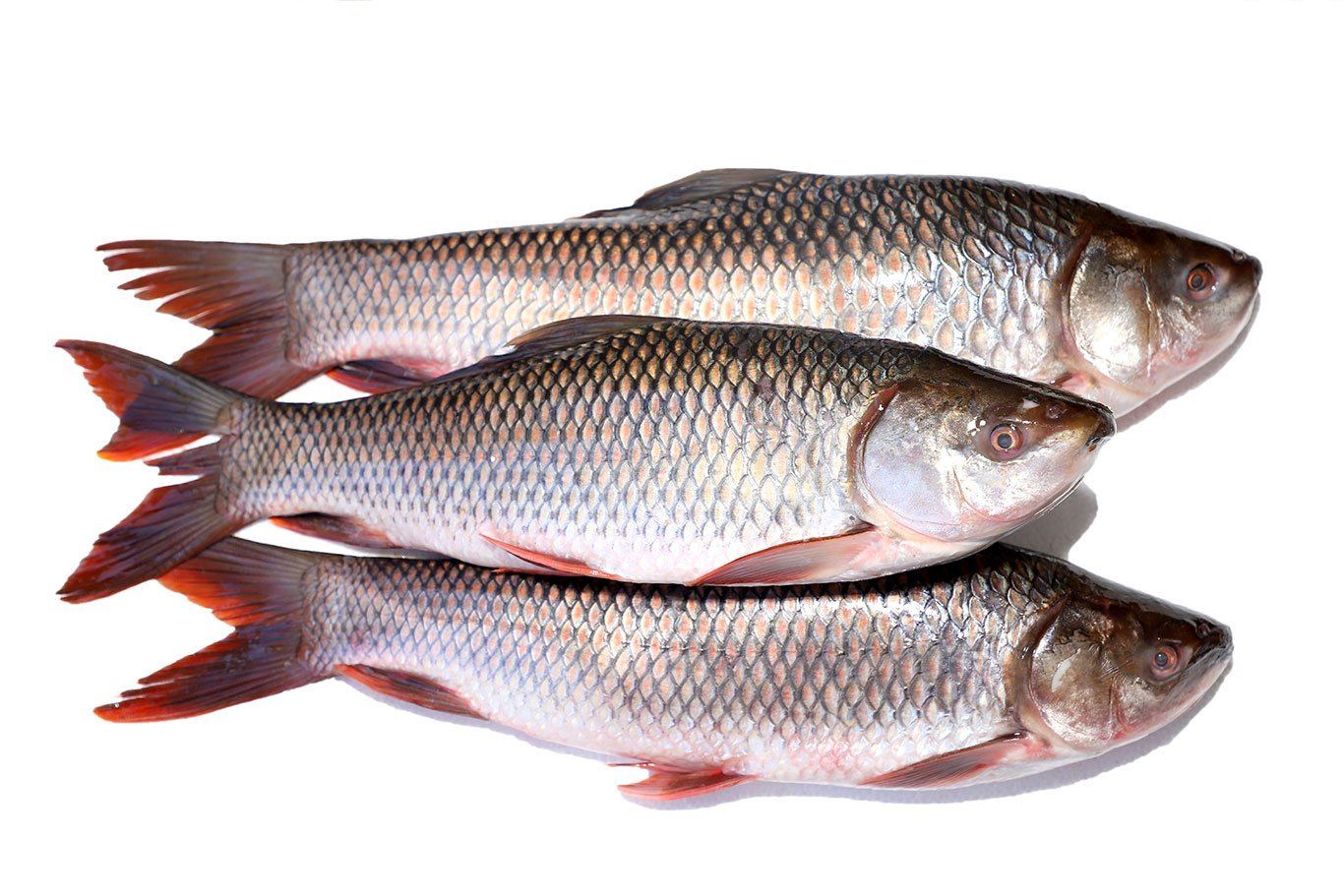 Rahu Fish Frozen