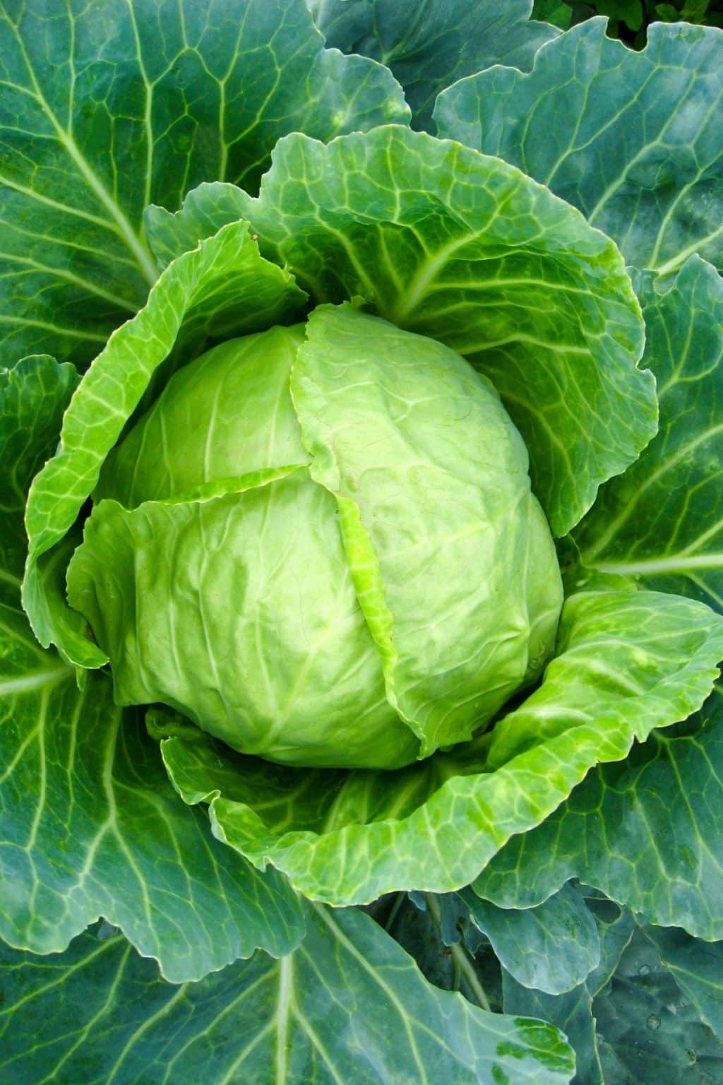 cabbage Flower Each