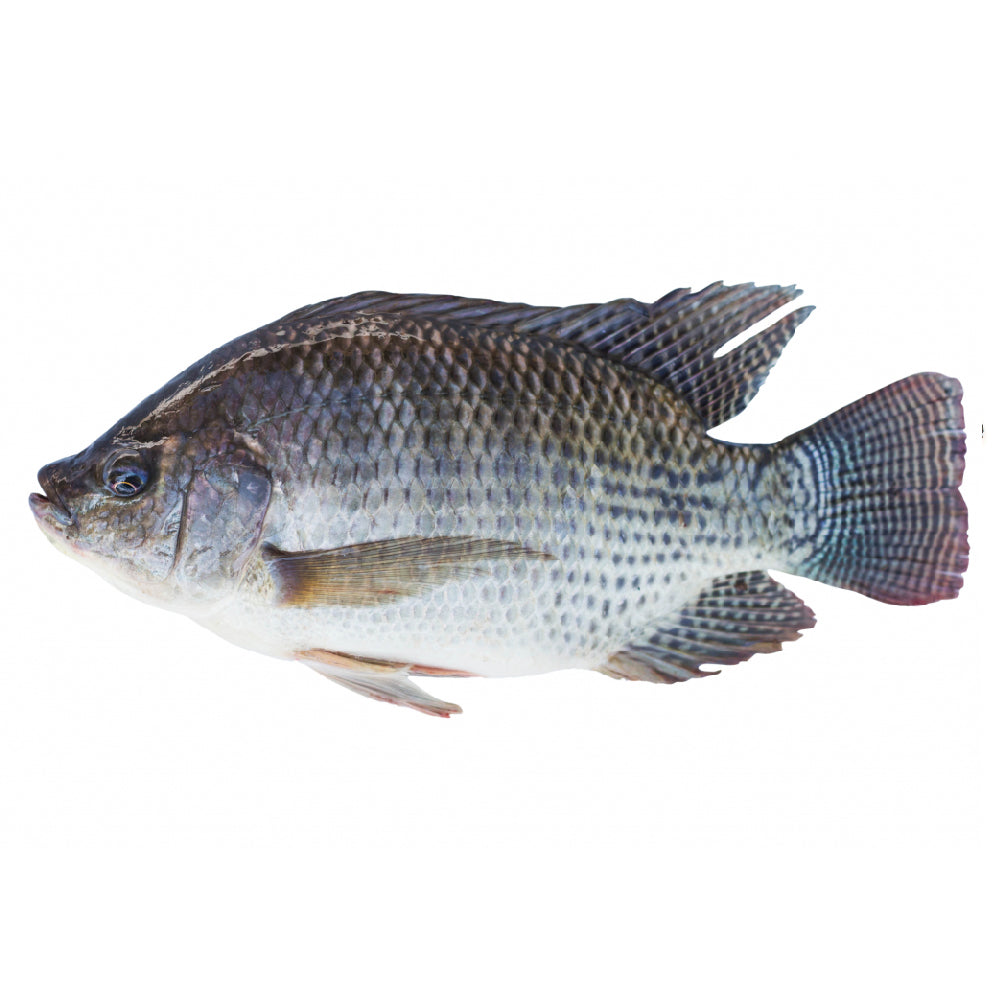Tilapia Fish Frozen